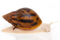 Achatina achatina achatina Nigeria typ 2 albino body semiadult, 9cm